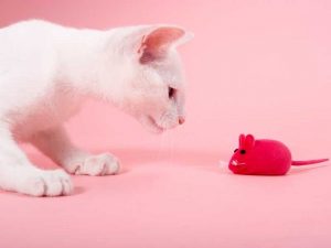 Γάτα με παιχνίδι ποντίκι